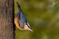 Brhlik lesni - Sitta europaea - Eurasian Nuthatch 7433